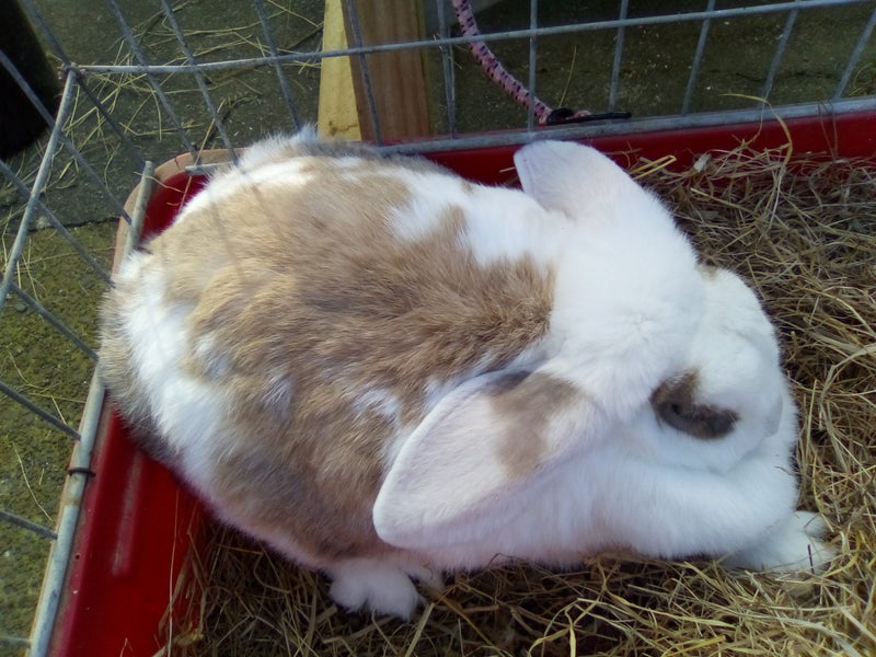 Female minilop rabbit 2.5 years old Carousel 1