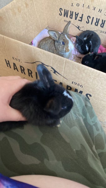 Purebred minilops 1 boy 1 girl Carousel 1