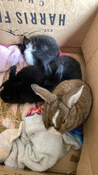 Purebred minilops 1 boy 1 girl Carousel 12