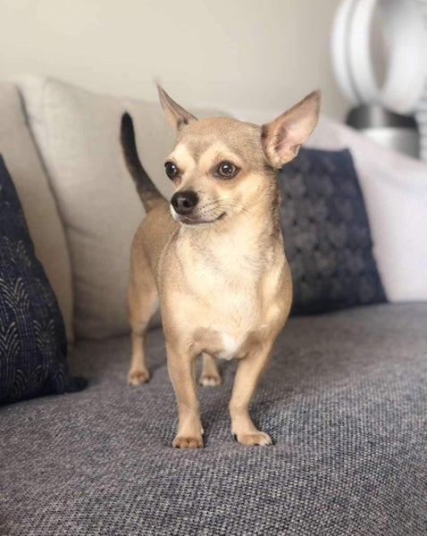Poppy - Smooth Coat Chihuahua Carousel 1