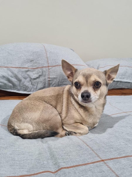 Poppy - Smooth Coat Chihuahua Carousel 2