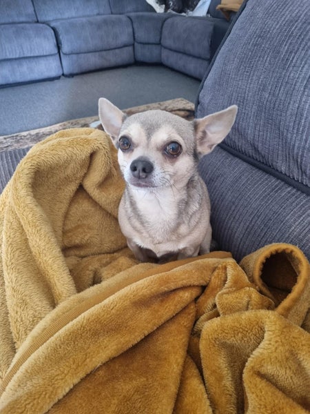 Poppy - Smooth Coat Chihuahua Carousel 3
