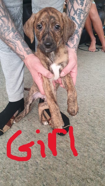 Looking for loving forever homes for our beautiful pups Carousel 1