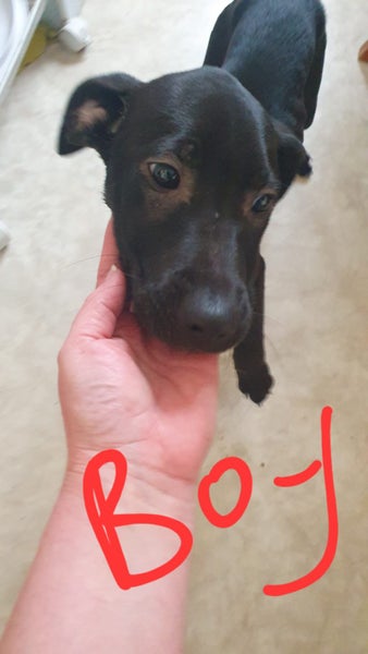 Looking for loving forever homes for our beautiful pups Carousel 2