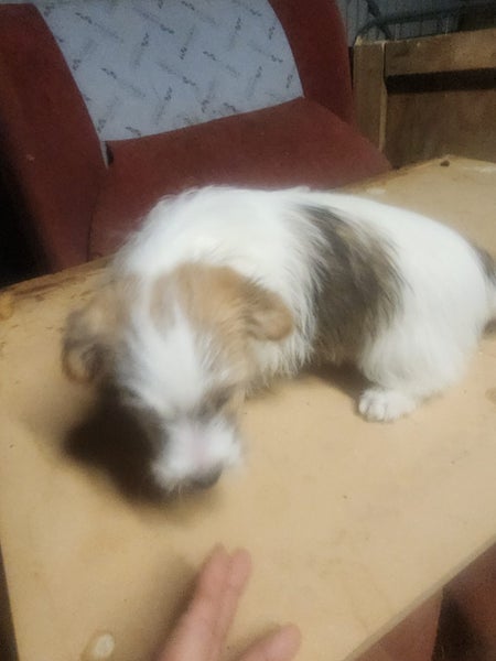 Jack russel Carousel 6