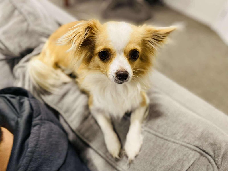 Honey - Long Coat Chihuahua Carousel 1