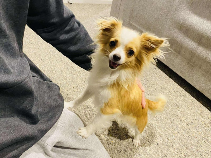 Honey - Long Coat Chihuahua Carousel 2
