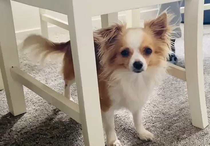 Honey - Long Coat Chihuahua Carousel 3
