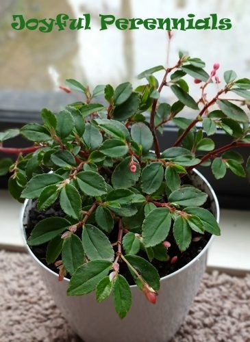 Fern begonia - Begonia foliosa Carousel 2