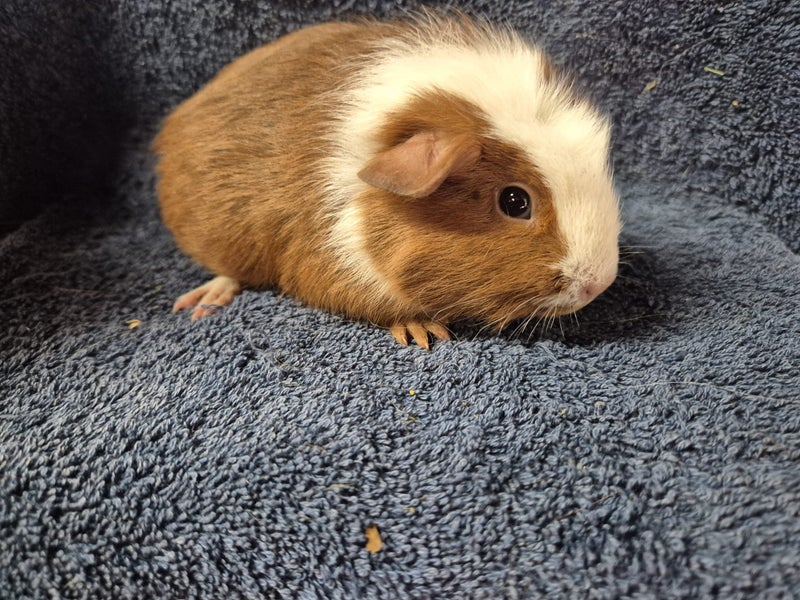 Healthy Baby Guinea Pigs Carousel 11