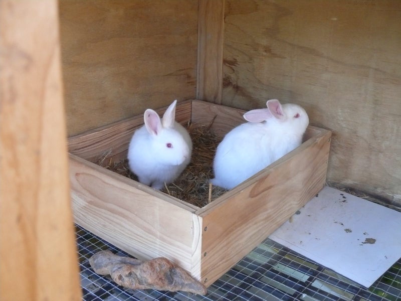 Rabbit Carousel 1