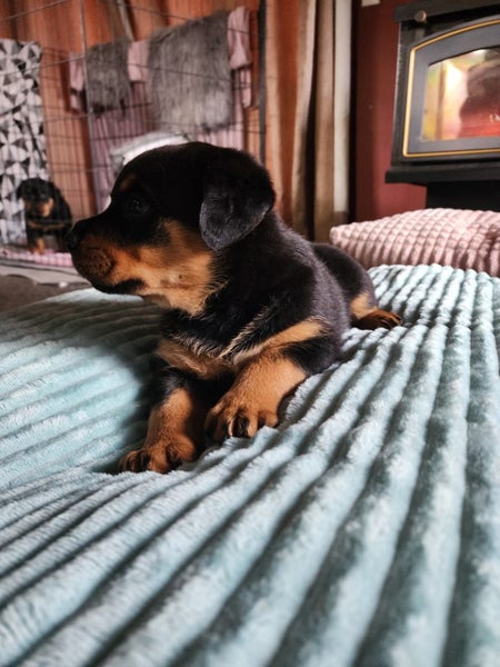 Rottweiler puppy Carousel 1
