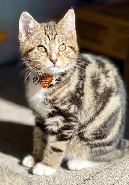 CAT RESCUE CHCH - Ready For Adoption Artie Carousel 2