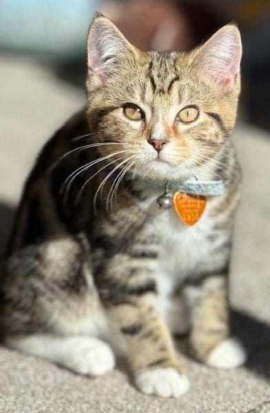 CAT RESCUE CHCH - Ready For Adoption Artie Carousel 1