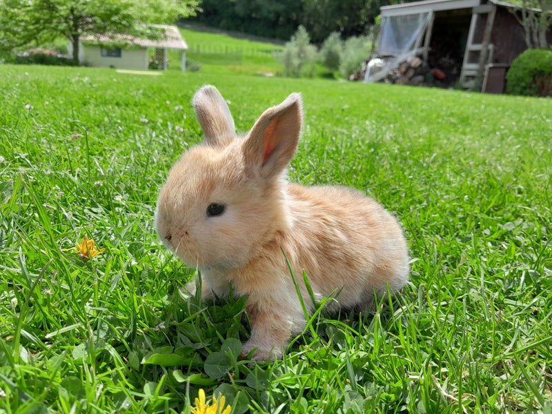 Purebred baby minilops!!! Carousel 9