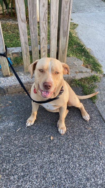 Nala 5yr Girl Mixed Breed Dog Orewa Carousel 1