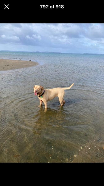 Nala 5yr Girl Mixed Breed Dog Orewa Carousel 2
