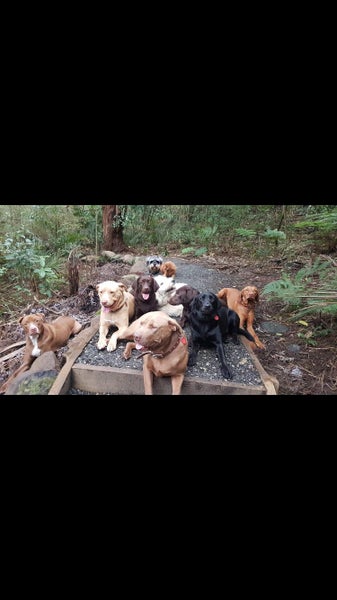 Nala 5yr Girl Mixed Breed Dog Orewa Carousel 11