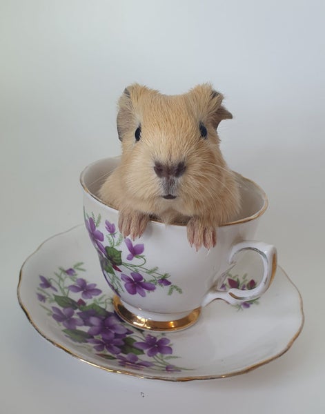 Gorgeous Baby Guinea Pigs, pick up Helensville Carousel 1