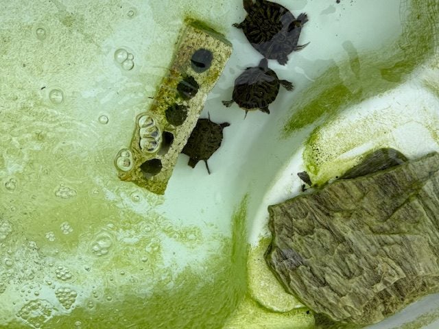 Turtles Carousel 2