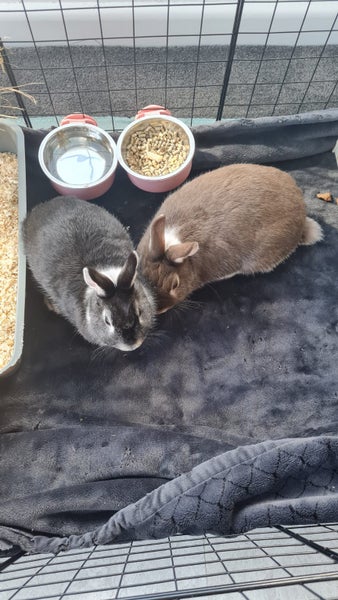 2 Netherland Dwarf x Rex Bunnies Carousel 2