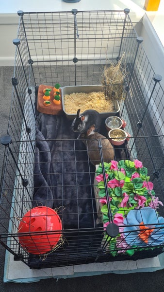 2 Netherland Dwarf x Rex Bunnies Carousel 5