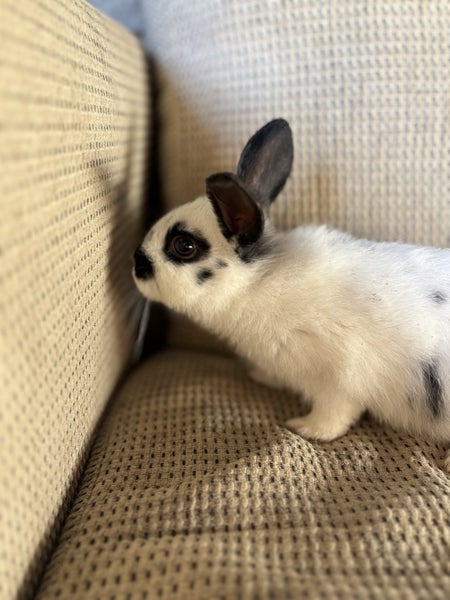 Baby Rex Rabbits Carousel 2
