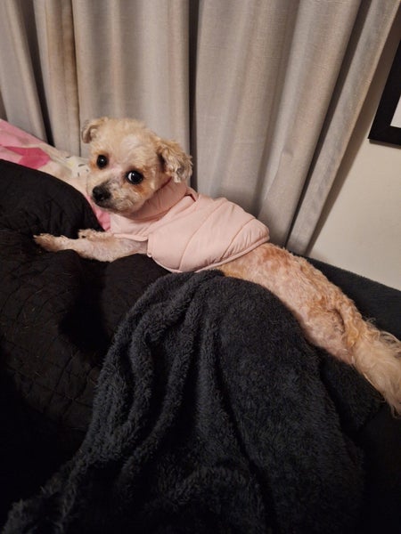 Evelyn Rescue Dog - TDRP Carousel 2