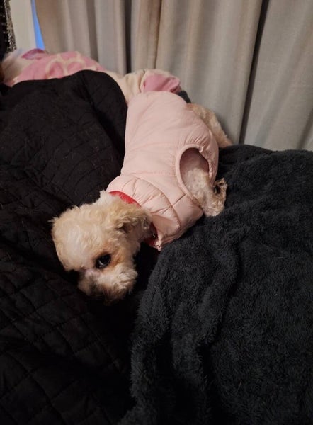 Evelyn Rescue Dog - TDRP Carousel 4