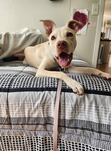 Sheldon Rescue Dog - TDRP Carousel 2