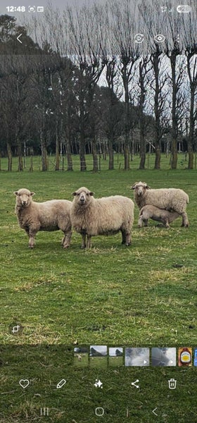 Mob of sheep Carousel 1
