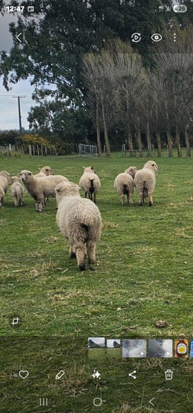 Mob of sheep Carousel 2