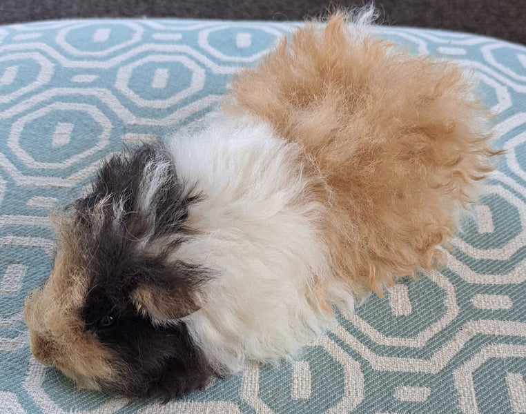 Beautiful long haired guinea pigs Carousel 1