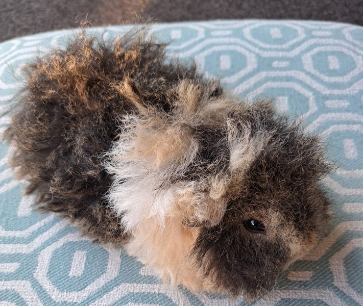 Beautiful long haired guinea pigs Carousel 2