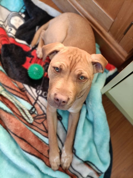 Danica (Ellie's Canine Rescue & Rehome) Carousel 9