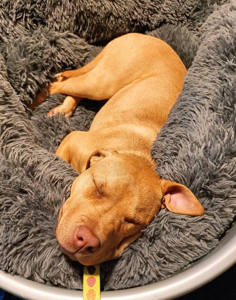 Danica (Ellie's Canine Rescue & Rehome) Carousel 2