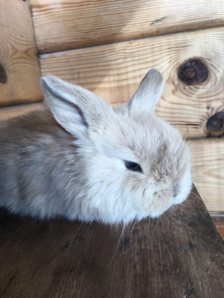 Cute pure bred mini-lops Carousel 1
