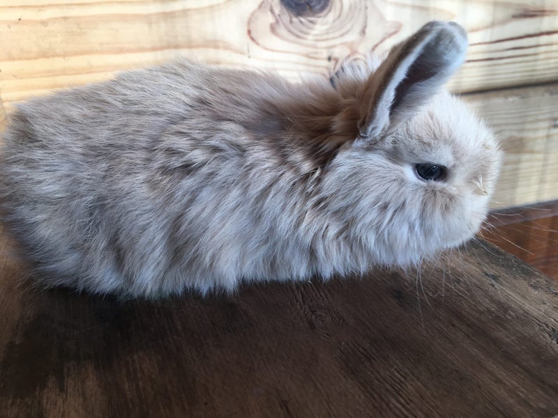 Cute pure bred mini-lops Carousel 2