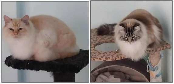 Bagpuss and Tinkerbell - CCCR Carousel 1