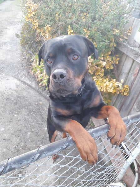 Rottweiler Carousel 1