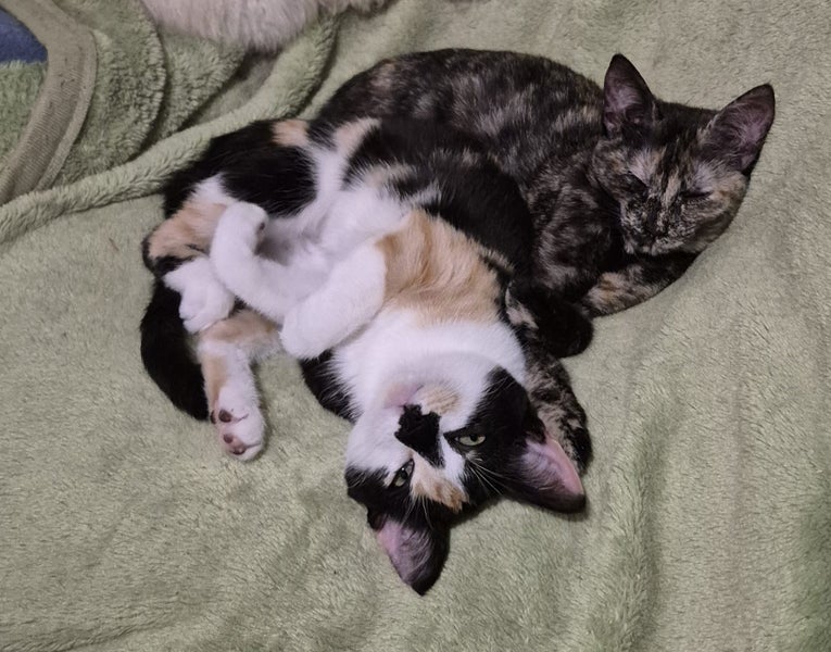 Laurel & Fern - bonded sisters available for adoption Carousel 1