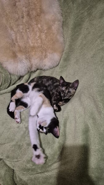 Laurel & Fern - bonded sisters available for adoption Carousel 2