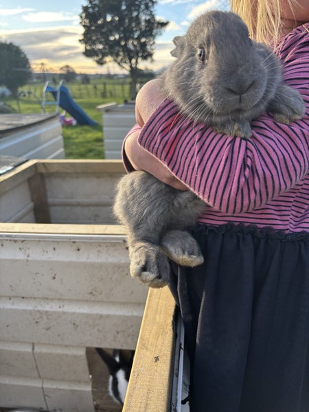 Purebred Flemish giant baby rabbits Carousel 1