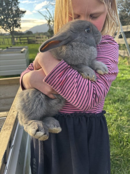 Purebred Flemish giant baby rabbits Carousel 2