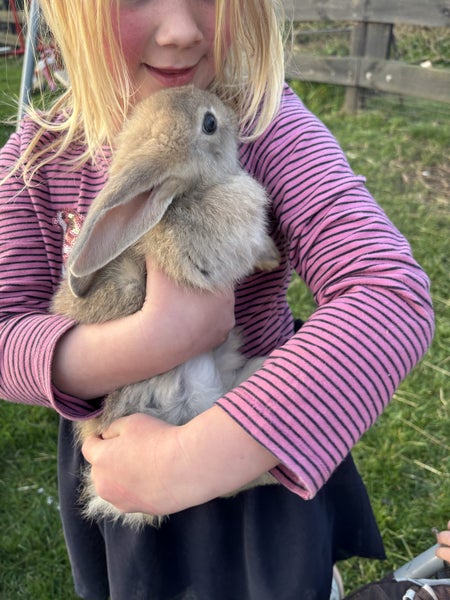Purebred Flemish giant baby rabbits Carousel 1