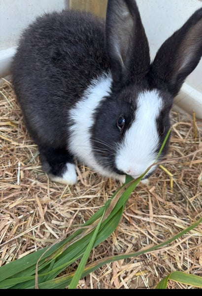Purebred Flemish giant baby rabbits Carousel 13
