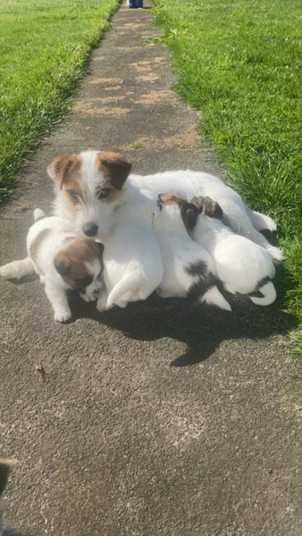 Long haired Jack Russel pups Carousel 2