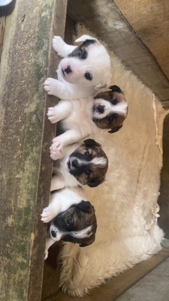 Long haired Jack Russel pups Carousel 1