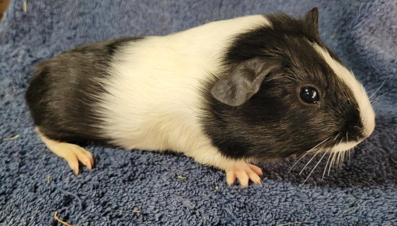 Healthy Baby Guinea Pigs Carousel 1