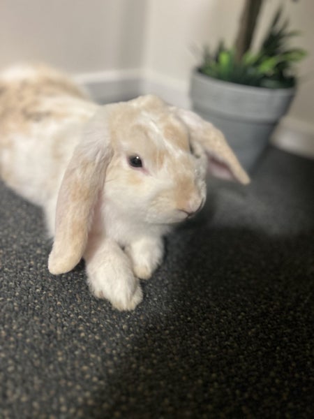 Mini Lop Rabbit – Looking for a New Home Carousel 1